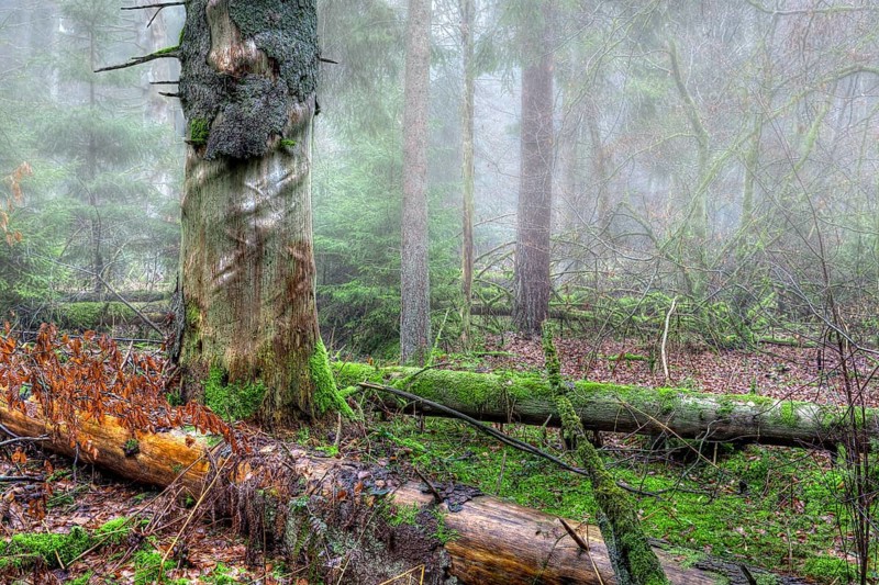 Fallen trees
