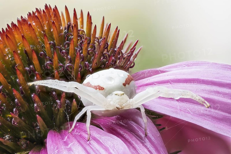 Goldenrod crab spider (Misumena vatia) waiting for (Echinacea purpurea)