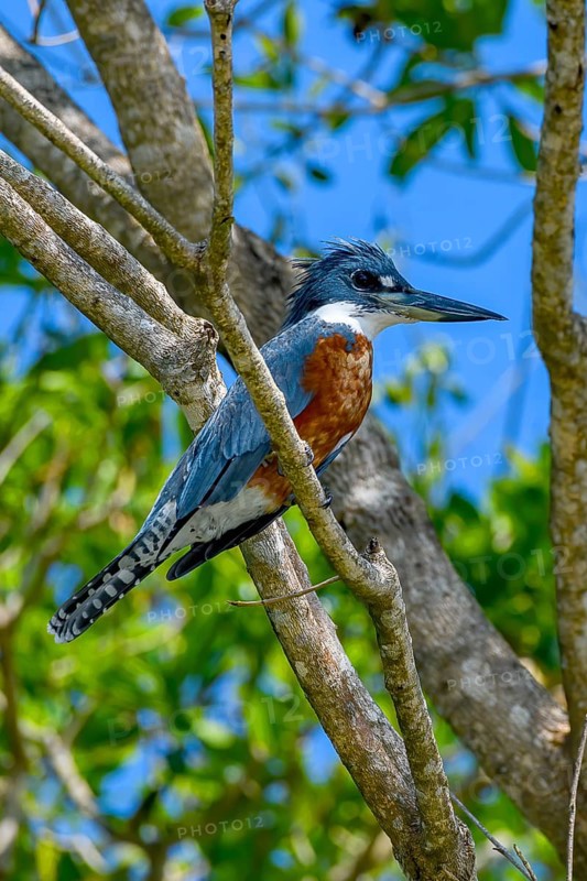 Ringed kingfisher (Megaceryle torquata)