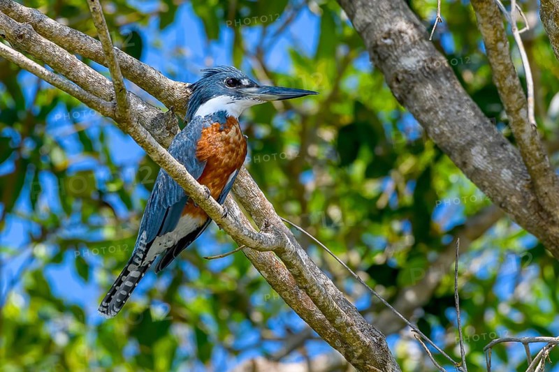 Ringed kingfisher (Megaceryle torquata)