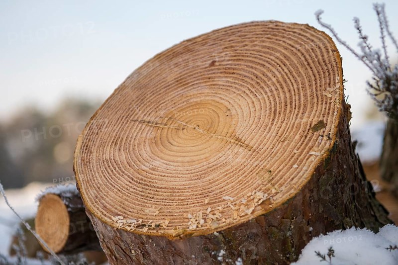 Annual rings of one (Pinus)