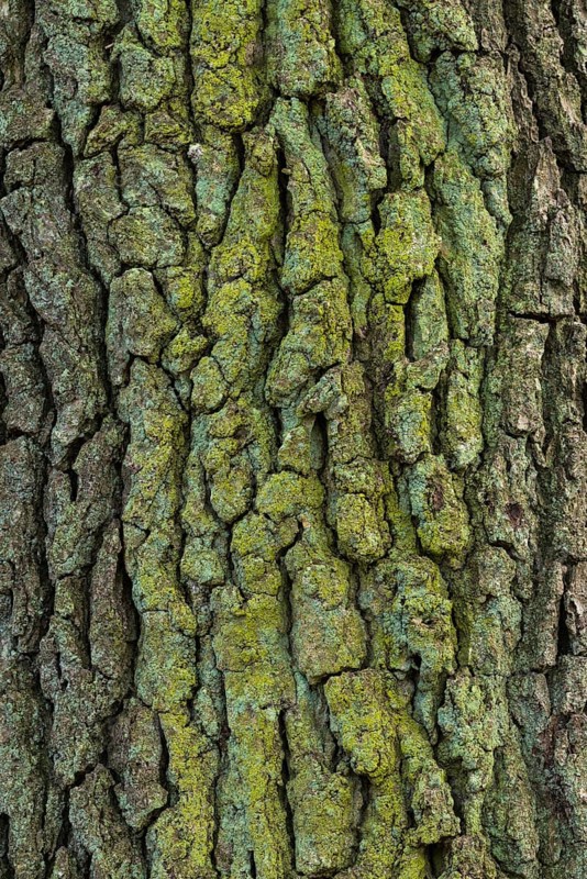 Structure of the bark of an oak (Quercus)