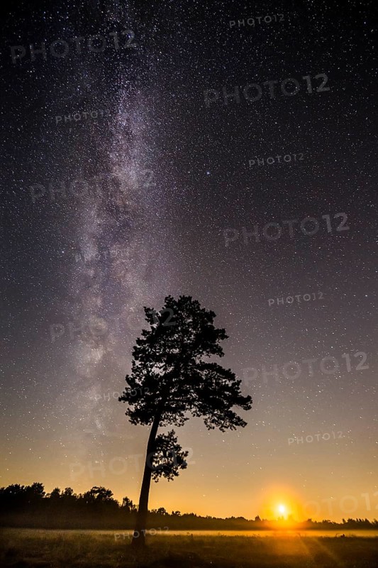 Starry sky with milky way over (Pinus) the Venner Moor