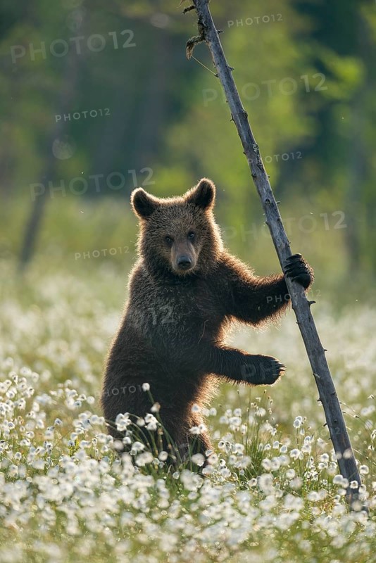 Brown bear (Ursus arctos ) stands on a tree