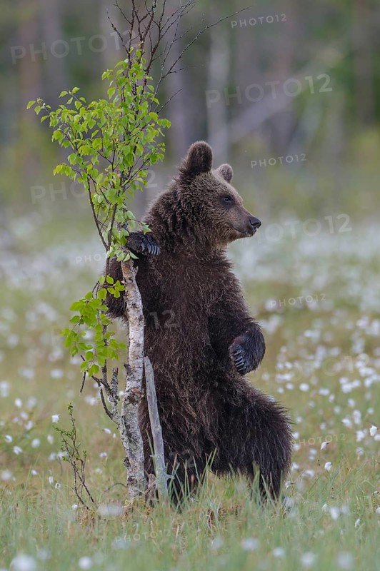 Young (Ursus arctos) playing upright