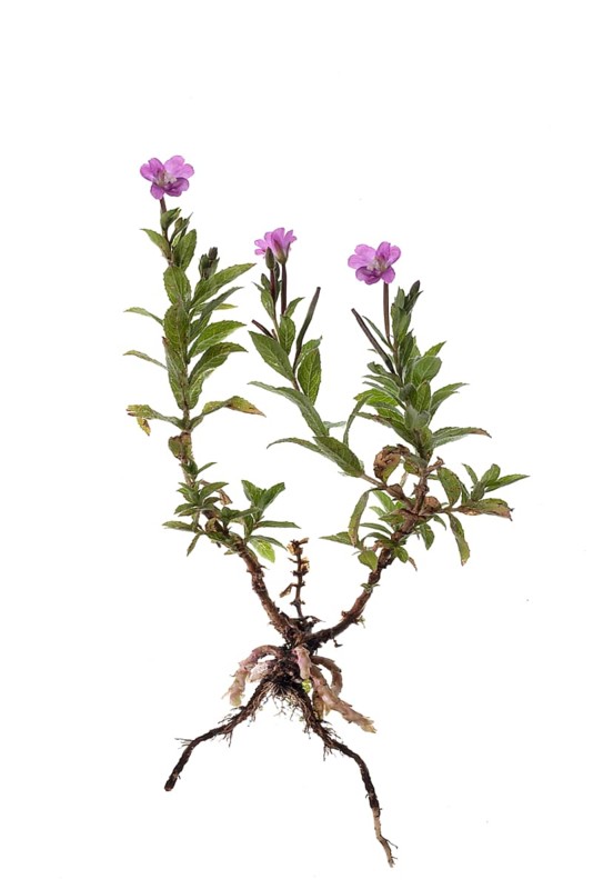 Epilobium hirsutum (Epilobium hirsutum) on white background