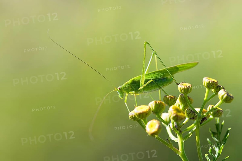 Sickle-bearing bush-cricket (Phaneroptera falcata )