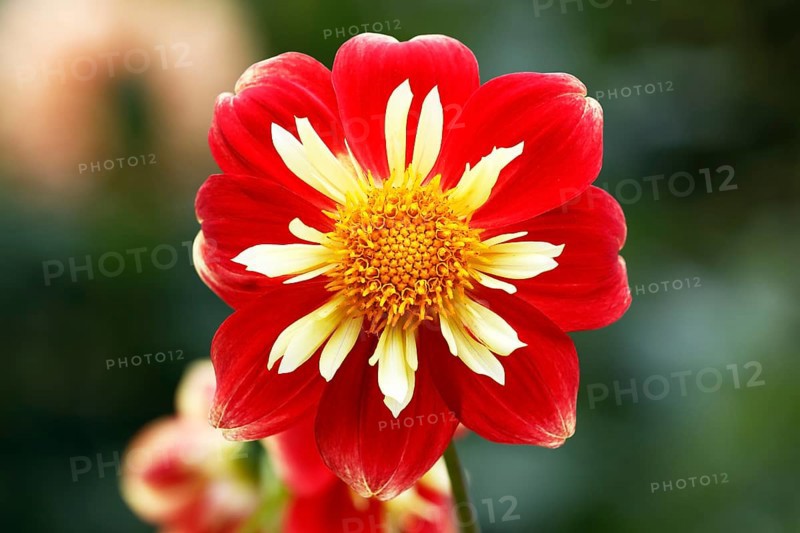 Neck ruffs Dahlia variety Klaus von Dohnanyi (Dahlia cultivar Klaus von Dohnanyi)