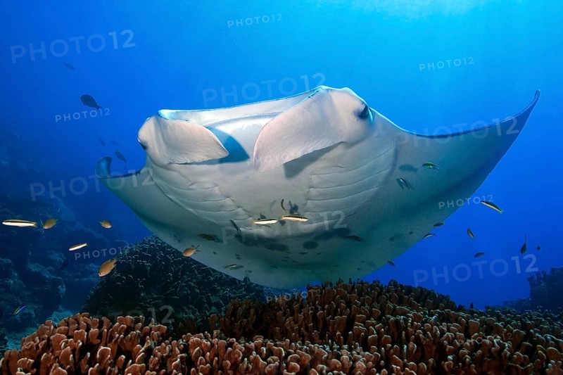 Pelagic manta ray (Manta alfredi)