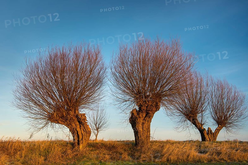 Silhouettes of pollarded willows against a blue sky On the edge of the field