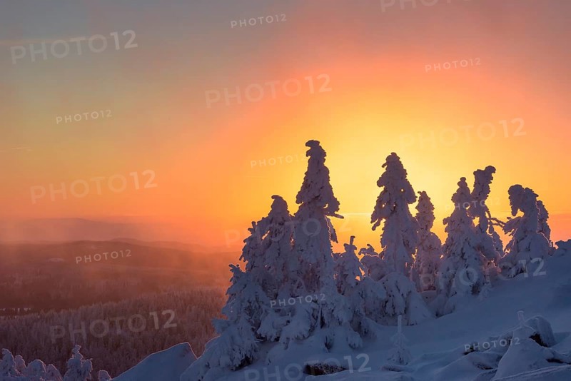 Snowy Spruces (Picea) on the winterly snowy chunk at sunset
