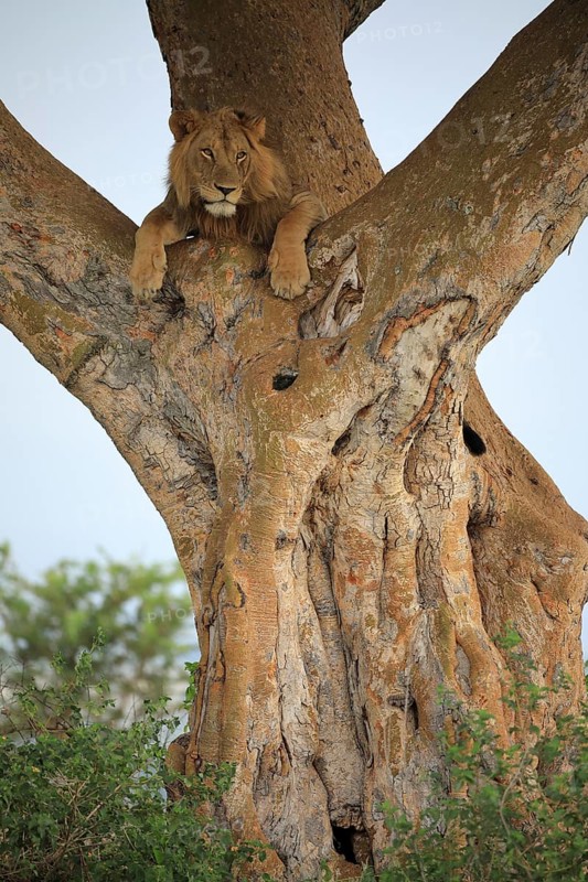 Lion (Panthera leo) lies in a tree