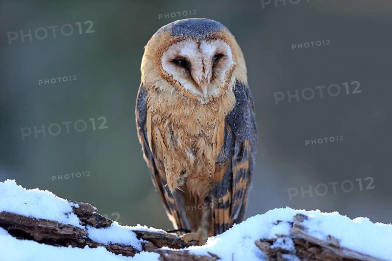 Common barn owl (Tyto alba)