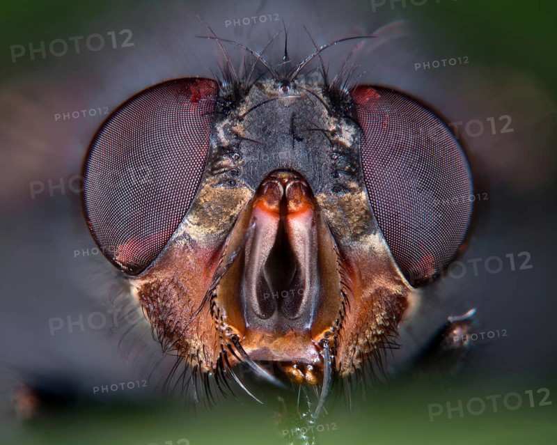 House fly (Musca domestica)