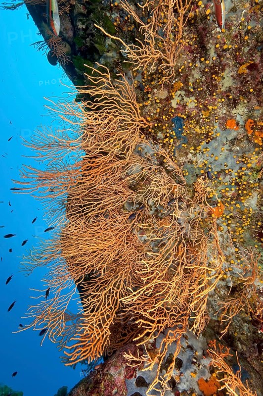 Yellow Mediterranean gorgonian (Eunicella cavolinii)