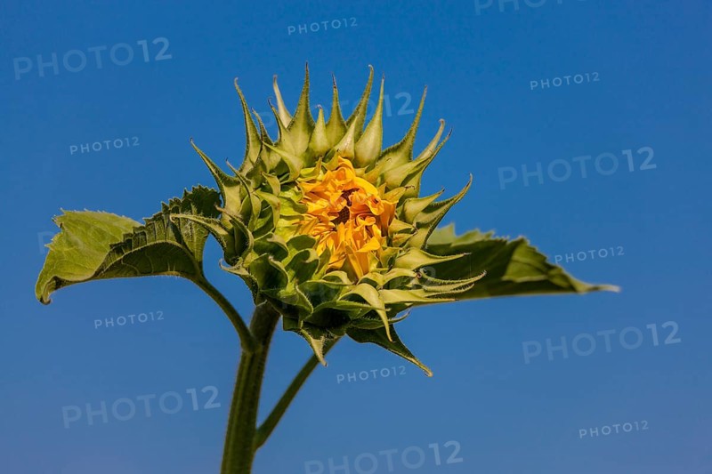 Sunflower (Helianthus annuus)