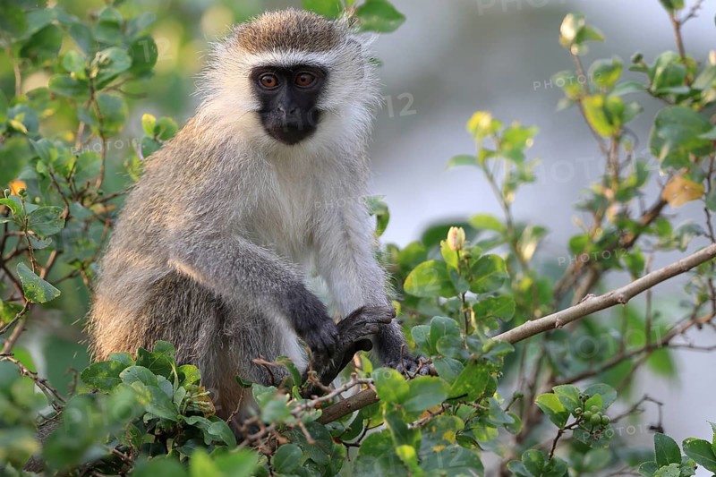 Vervet Monkey (Chlorocebus pygerythrus)