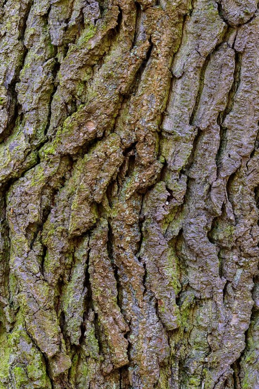 Structure of the bark of an oak (Quercus)