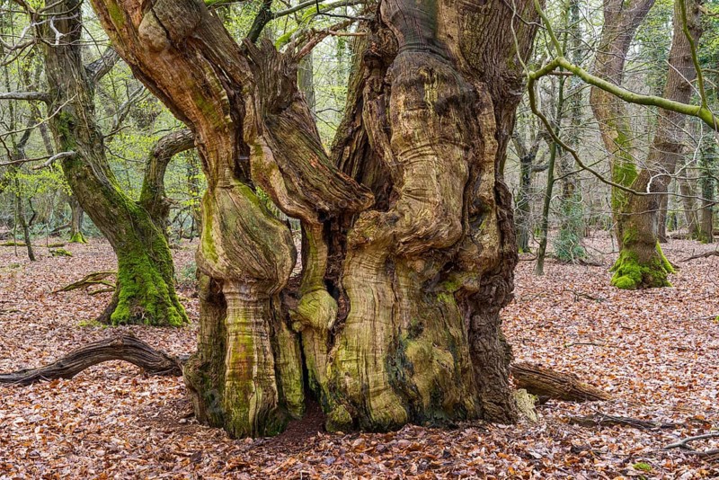 Old beech (Fagus sylvatica) in the jungle Baumweg
