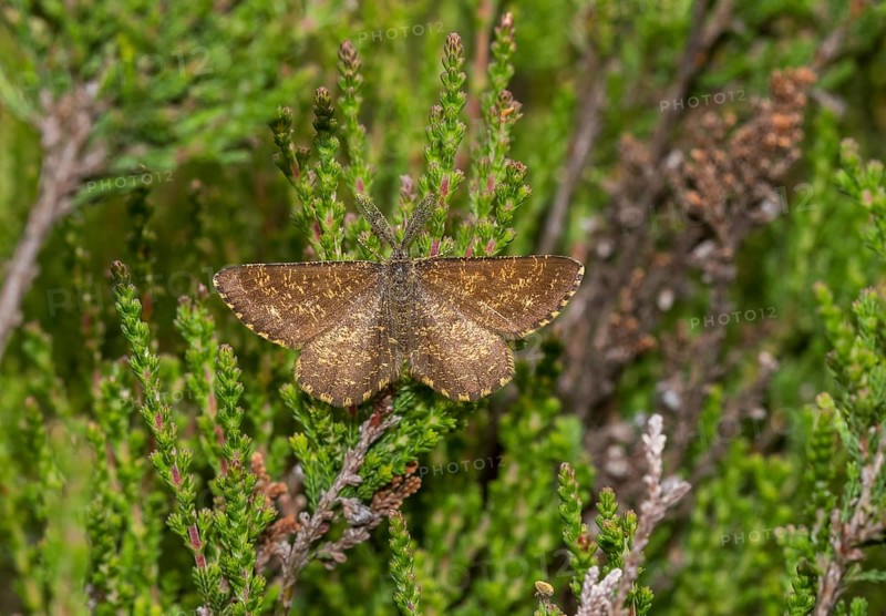 Male common heath (Ematurga atomaria) on heather
