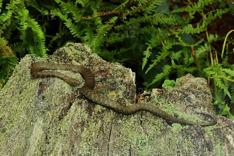 Dice Snake (Natrix tessellata) sunbathing on an old tree stump