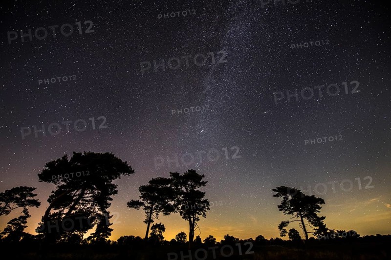 Starry sky with milky way over (Pinus) the Venner Moor