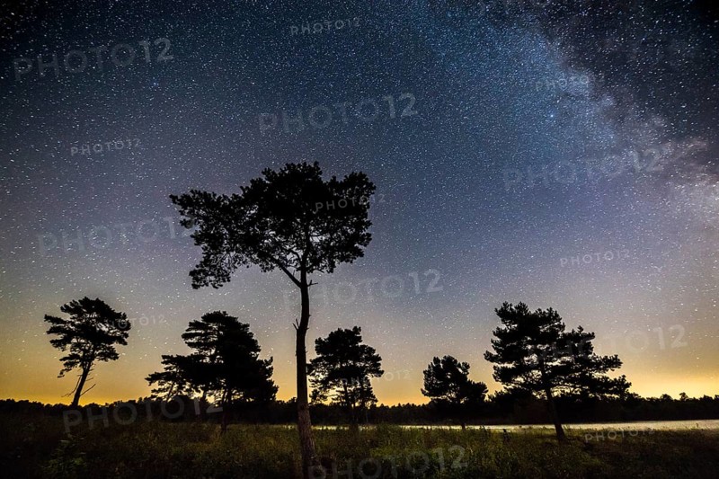 Starry sky with milky way over (Pinus) the Venner Moor
