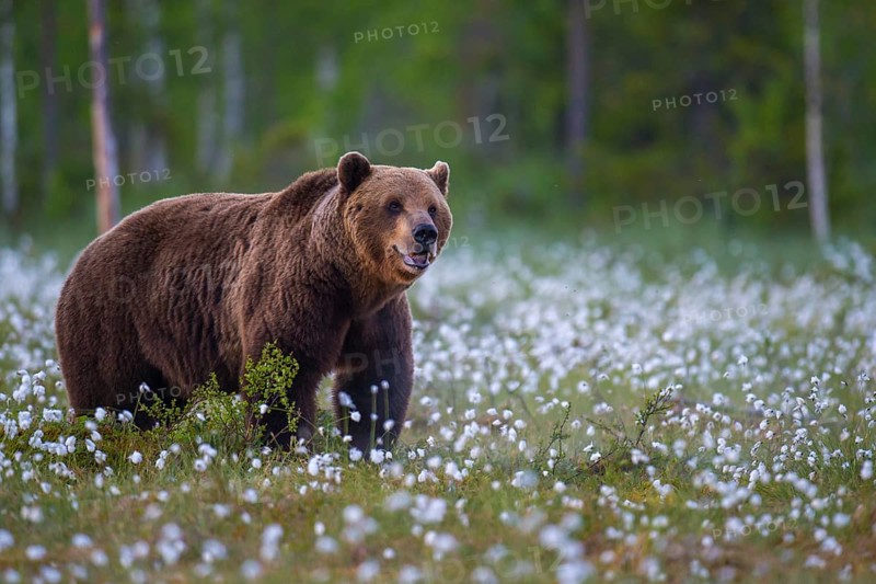 Old male (Ursus arctos) in a bog with fertile cotton grass