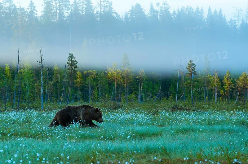 Brown bear (Ursus arctos ) in a bog with fruiting cotton grass on the edge of a boreal coniferous forest