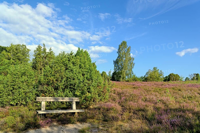 Heath landscape