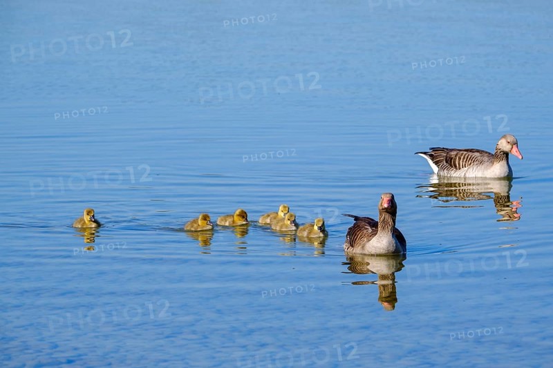 Geese with young swimming at sea (Anser anser)