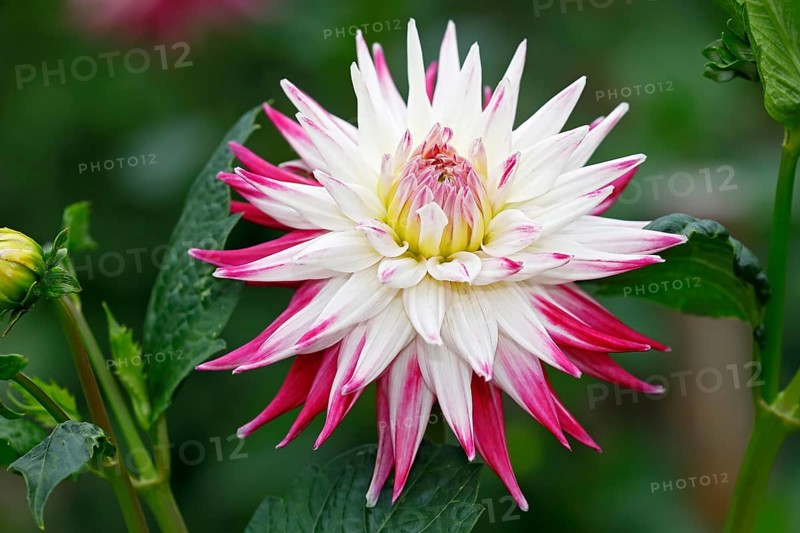 Semi-cactus Dahlia cultivar sorbet (Dahlia cultivar sorbet)