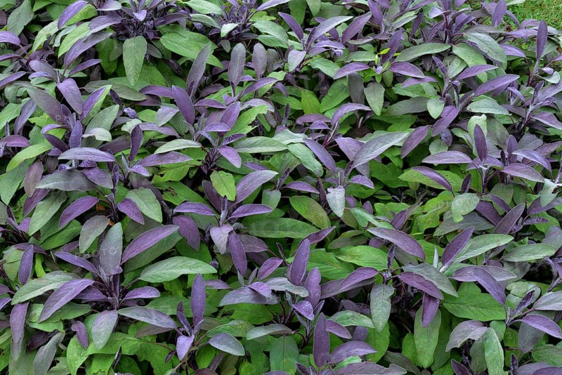 Cultivation of purple sage (Salvia officinalis purpurascens)