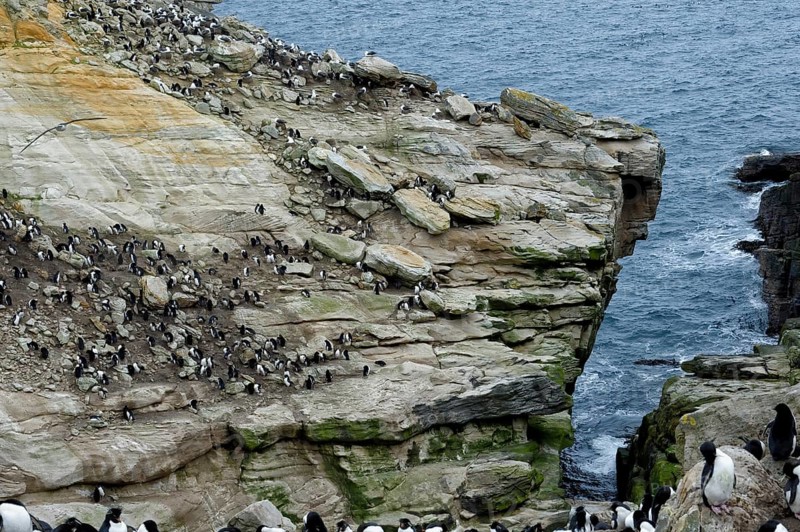 Southern Rockhopper Penguins (Eudyptes chrysocome)