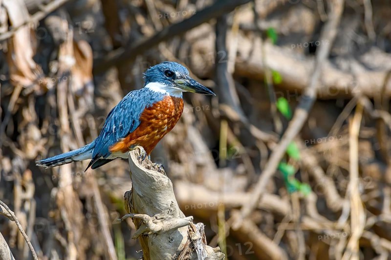 Ringed kingfisher (Megaceryle torquata)