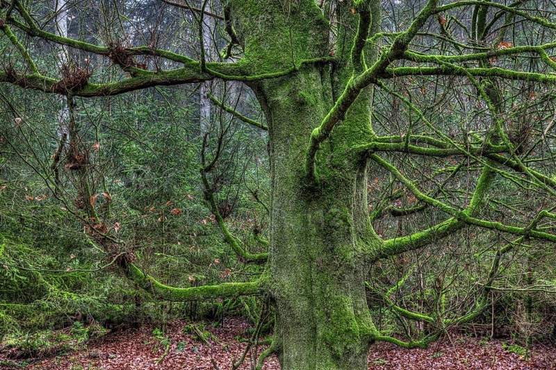 Gnarled and mossy tree in the forest