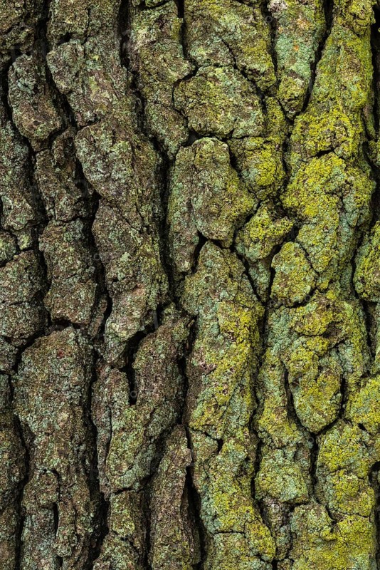 Structure of the bark of an oak (Quercus)