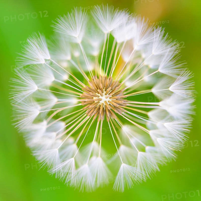 Filigree arrangement of seeds of a flower