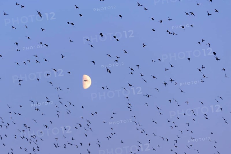 Flock of birds