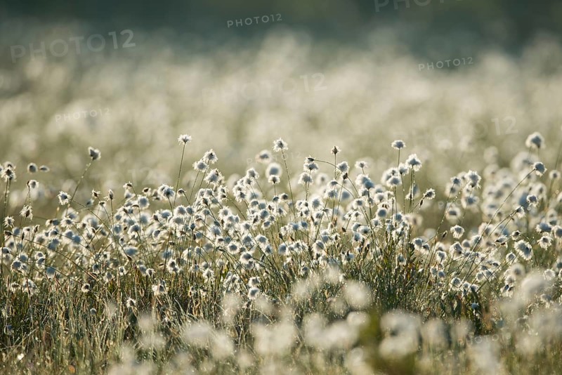 Hare's-tail cottongrass (Eriophorum vaginatum) backlit in a bog