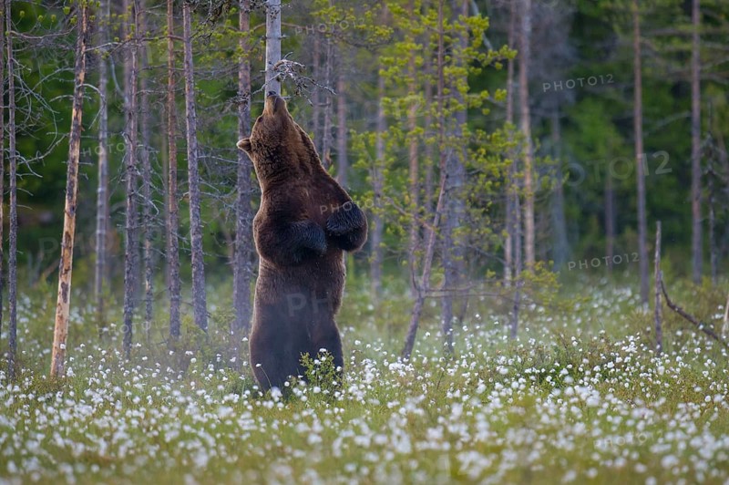 Male (Ursus arctos) standing upright in a bog with fruiting cotton grass