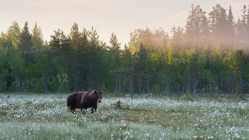 Brown bear (Ursus arctos ) in a bog with fruiting cotton grass on the edge of a boreal coniferous forest
