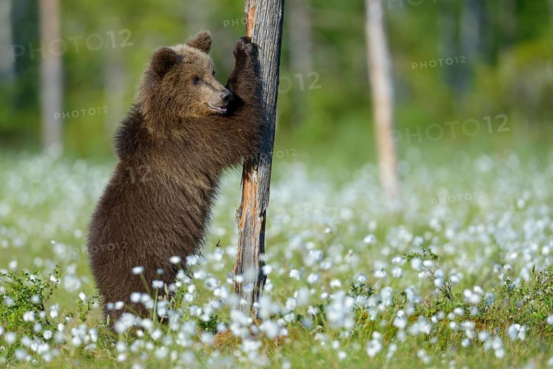Brown bear (Ursus arctos) plays with a tree in a bog with fruiting cotton grass