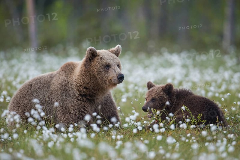 Brown bear (Ursus arctos ) in a bog with fruiting cotton grass on the edge of a boreal coniferous forest