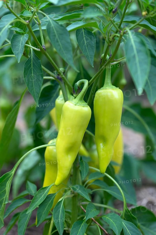 Green pepperoni (Capsicum frutescens)