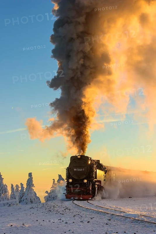 Brockenbahn travels through snowy Spruces (Picea) to the Brocken in the evening light
