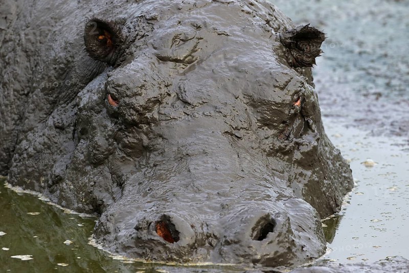 Hippo (Hippopotamus amphibius) bathing in mud