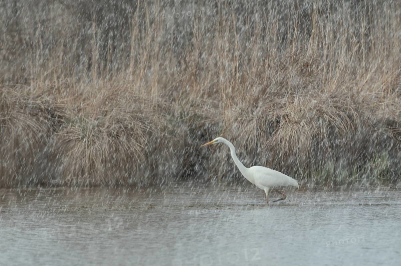 Great egret (Ardea alba)