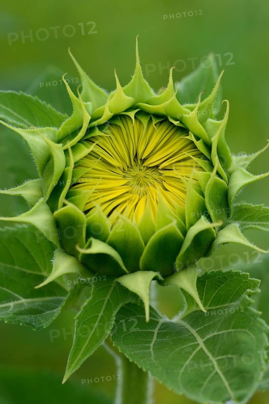 Opening bud of a Sunflower (Helianthus annuus)