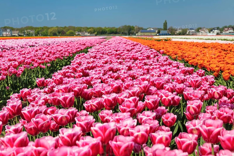 Tulip fields near Lisse
